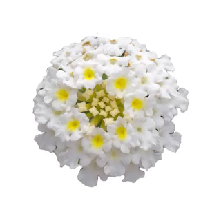 سياج لا نتانا كامارا